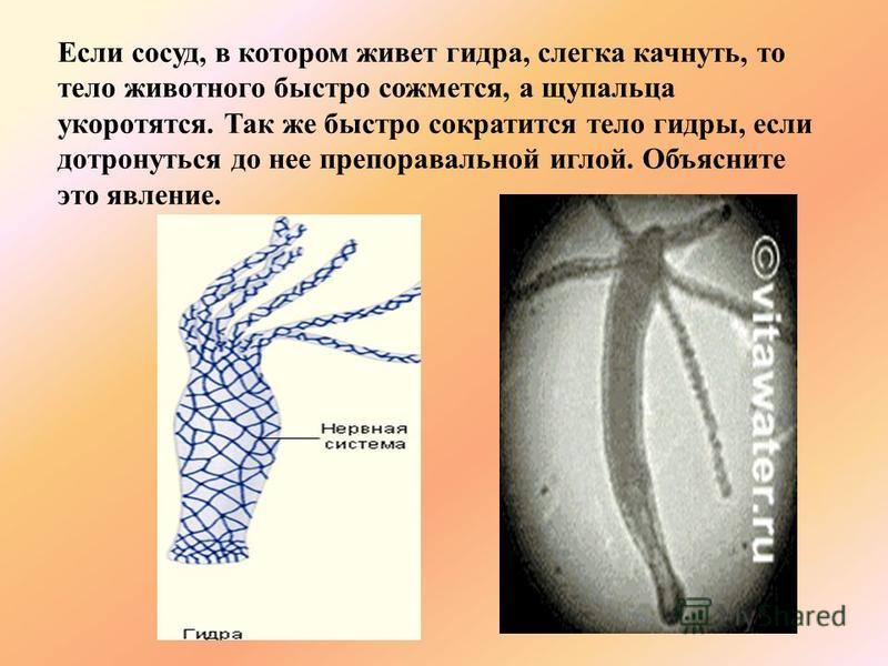 Darknet онлайн